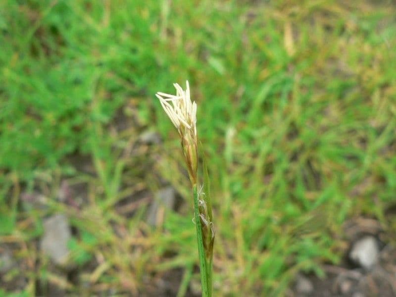 Carex depressa 3