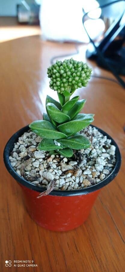 Crassula 11