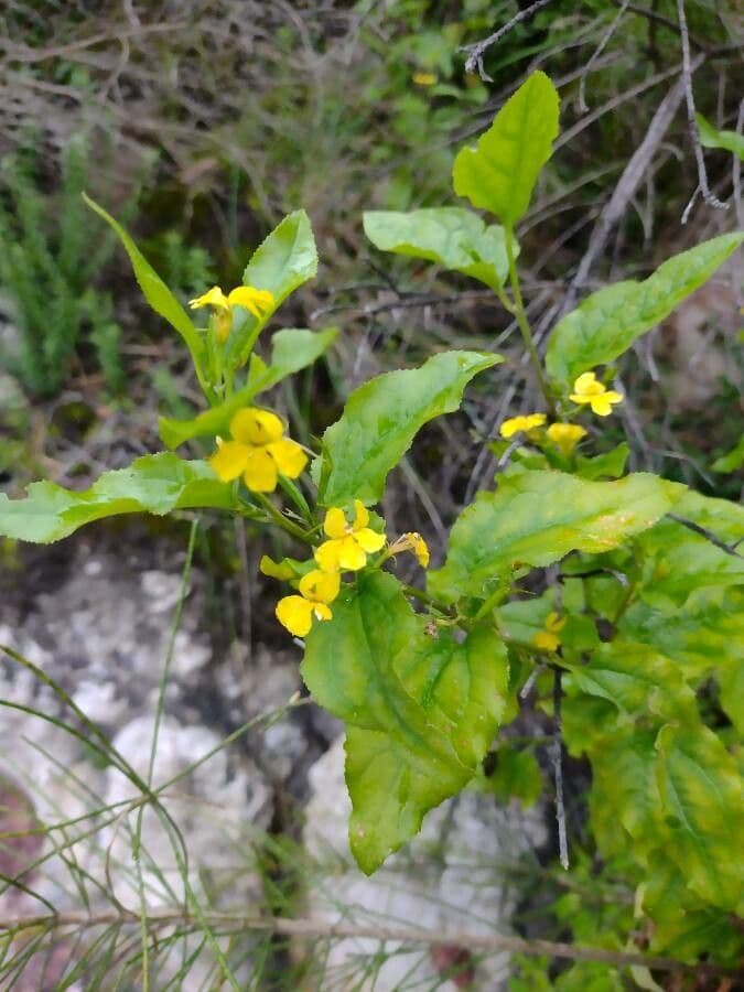 Goodenia ovata 6
