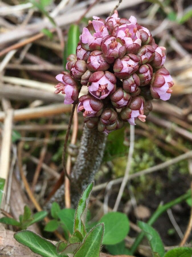 Schildblatt 7
