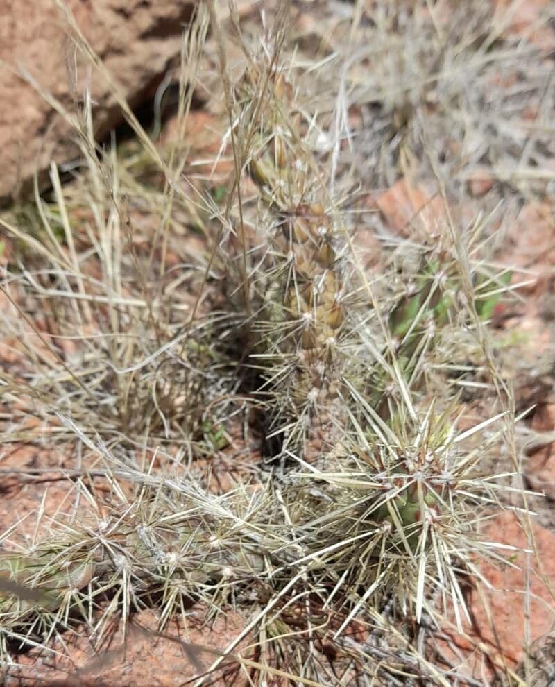 Ummantelte Cholla 7