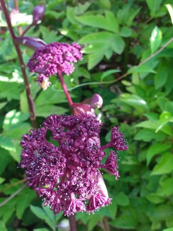 Schisandra chinensis 6