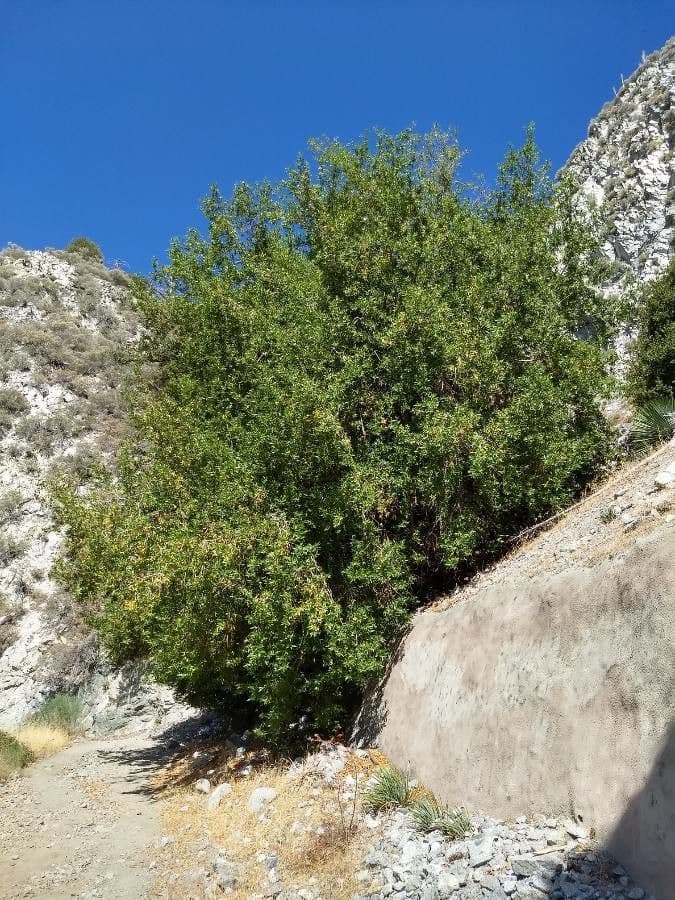 Alloro della California 13