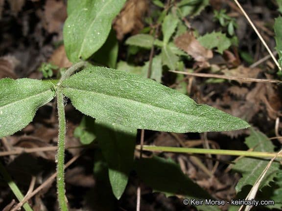 Silene laciniata 14