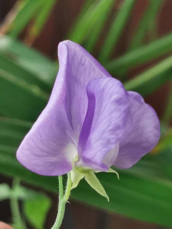 Cicerchia pelosa 8
