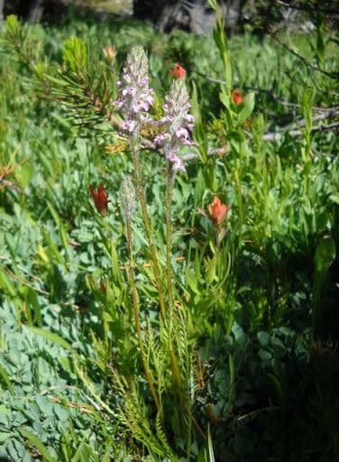 Pedicularis 6