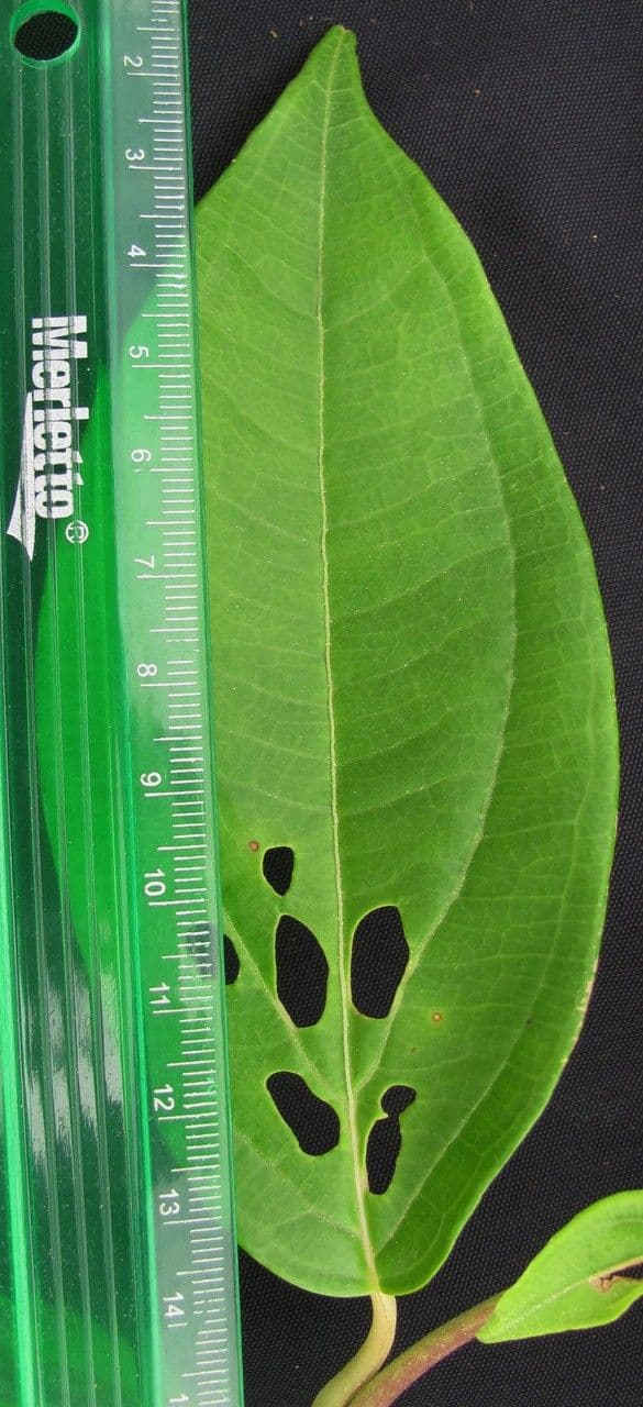 Mikania silvatica 4