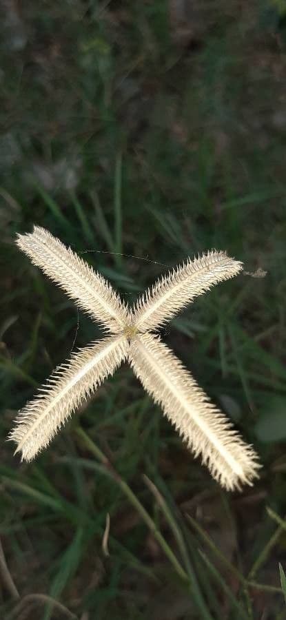 Gramigna egiziana 24