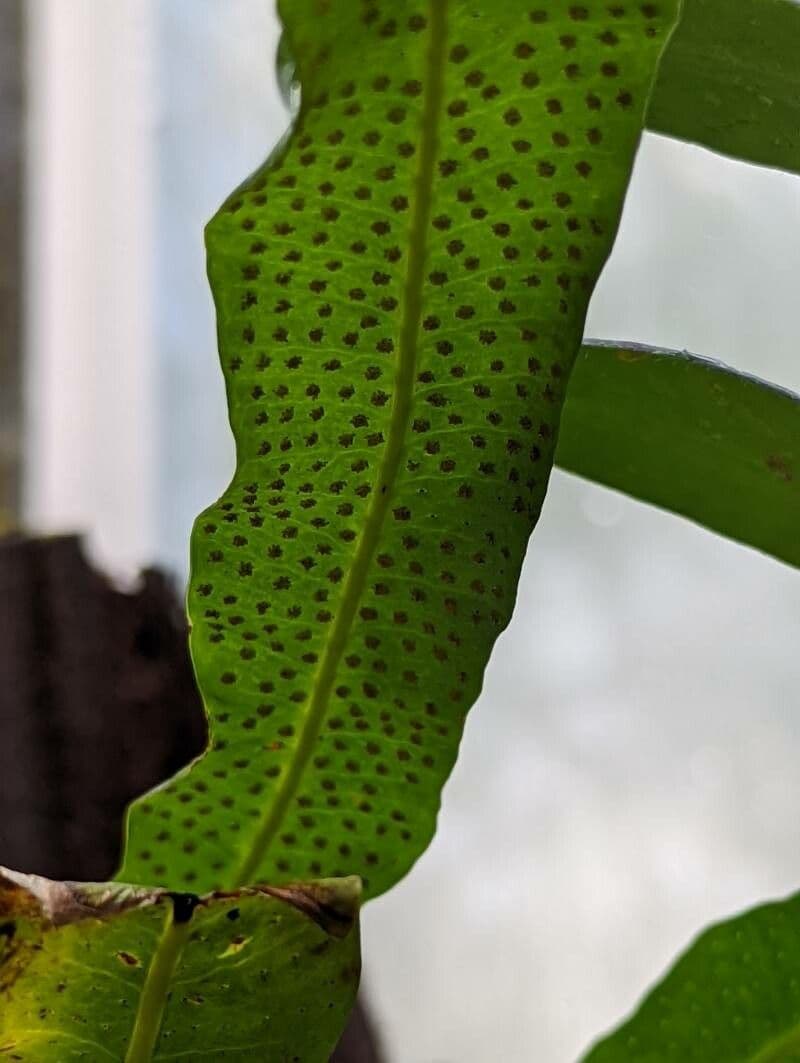 Campyloneurum 4