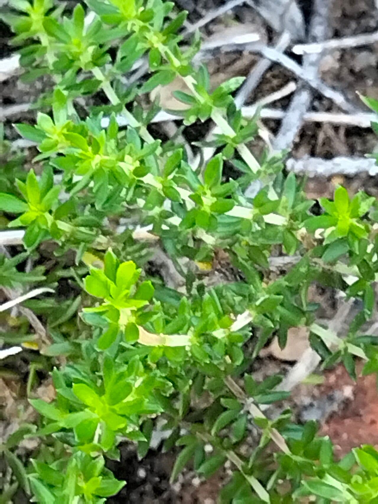 Agathosma 2