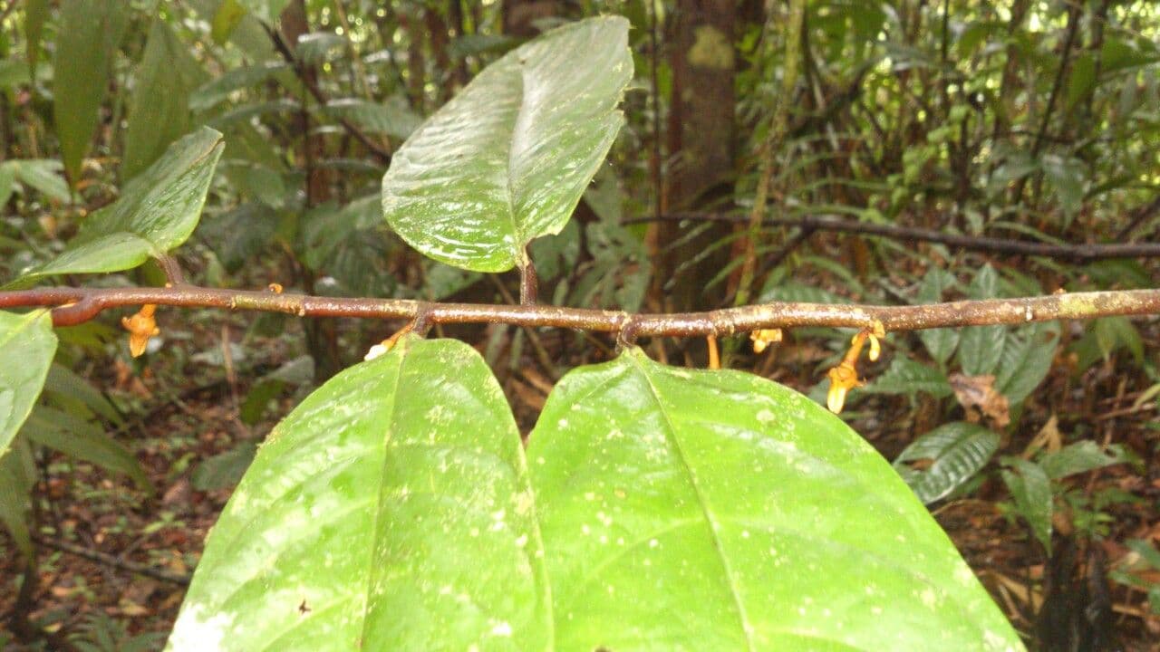 Dickblättrige Anaxagorea 8