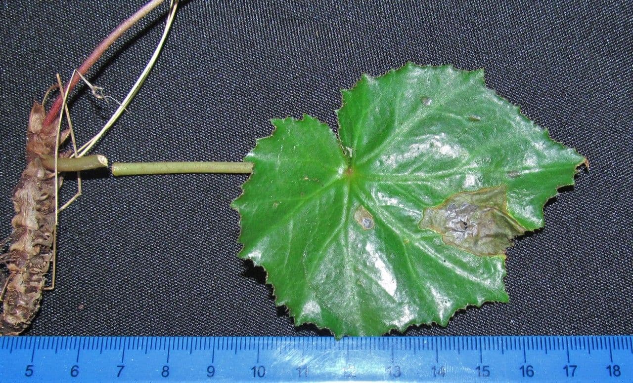 Bégonia 4