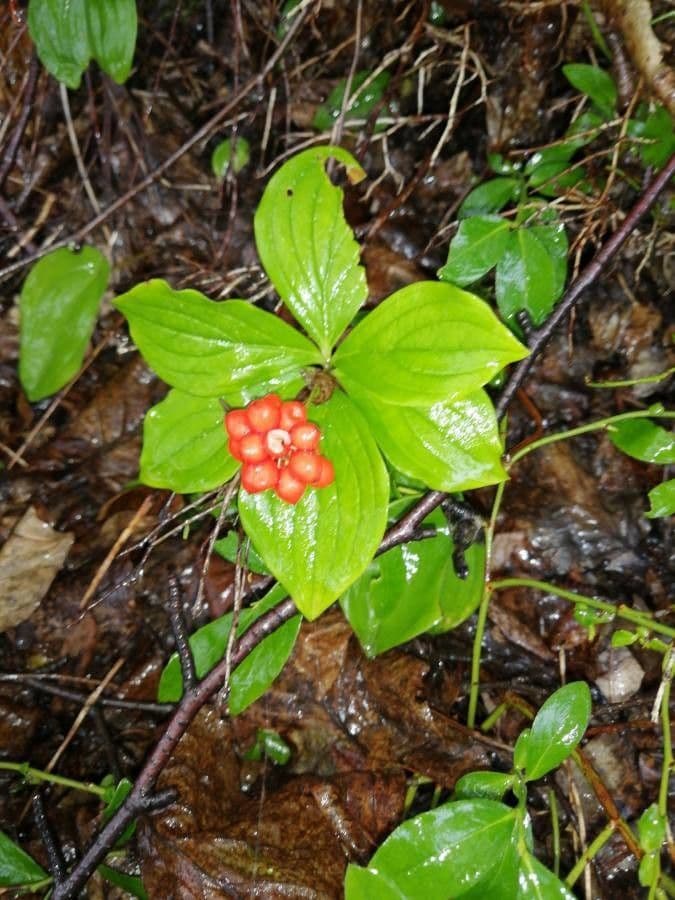 Cornus de Canadá 17