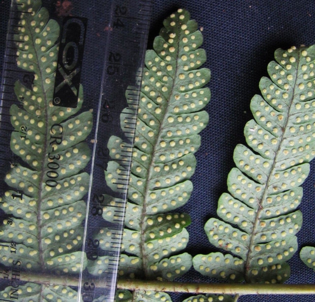 Jagleaf Dschungelfarn 4