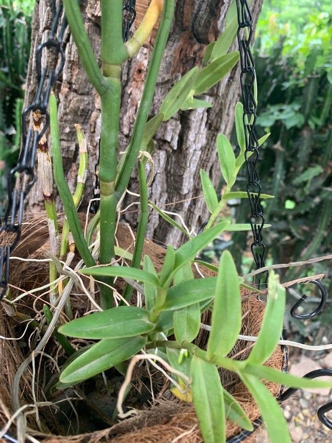 Epidendrum radicans 16