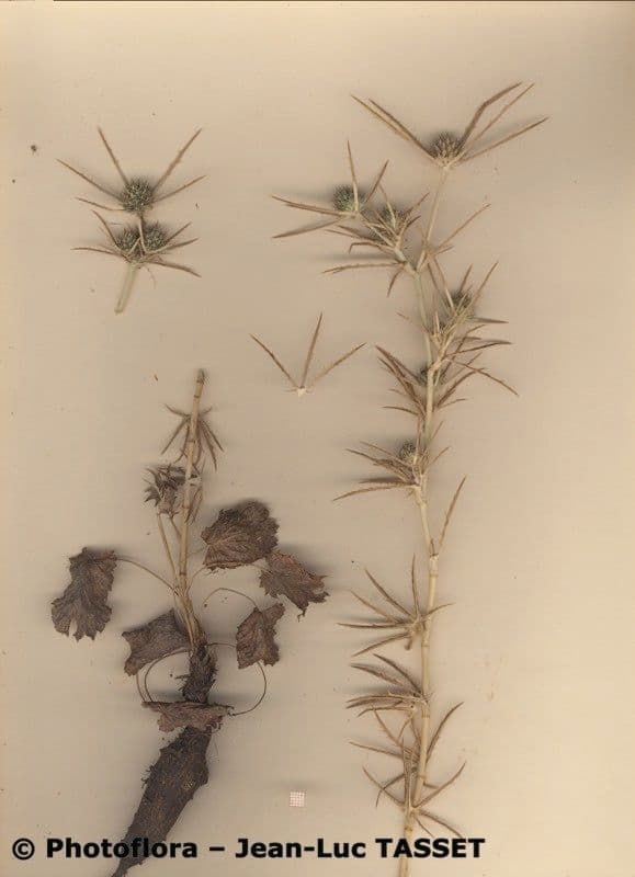 Panicaut à trois pointes 5