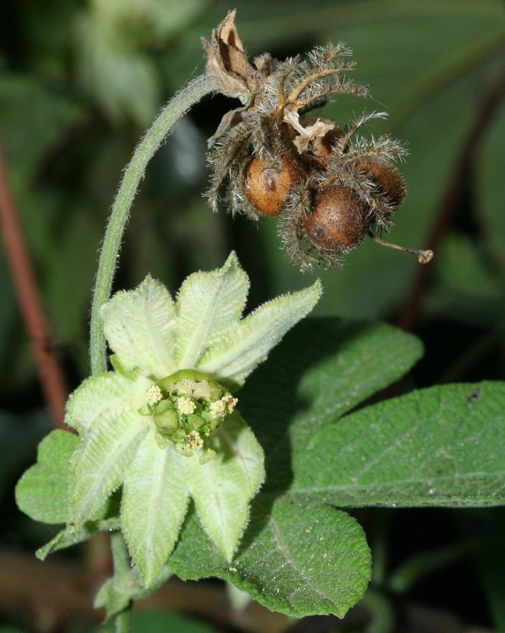 Dalechampia 2