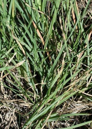 Chloris verticillée 13