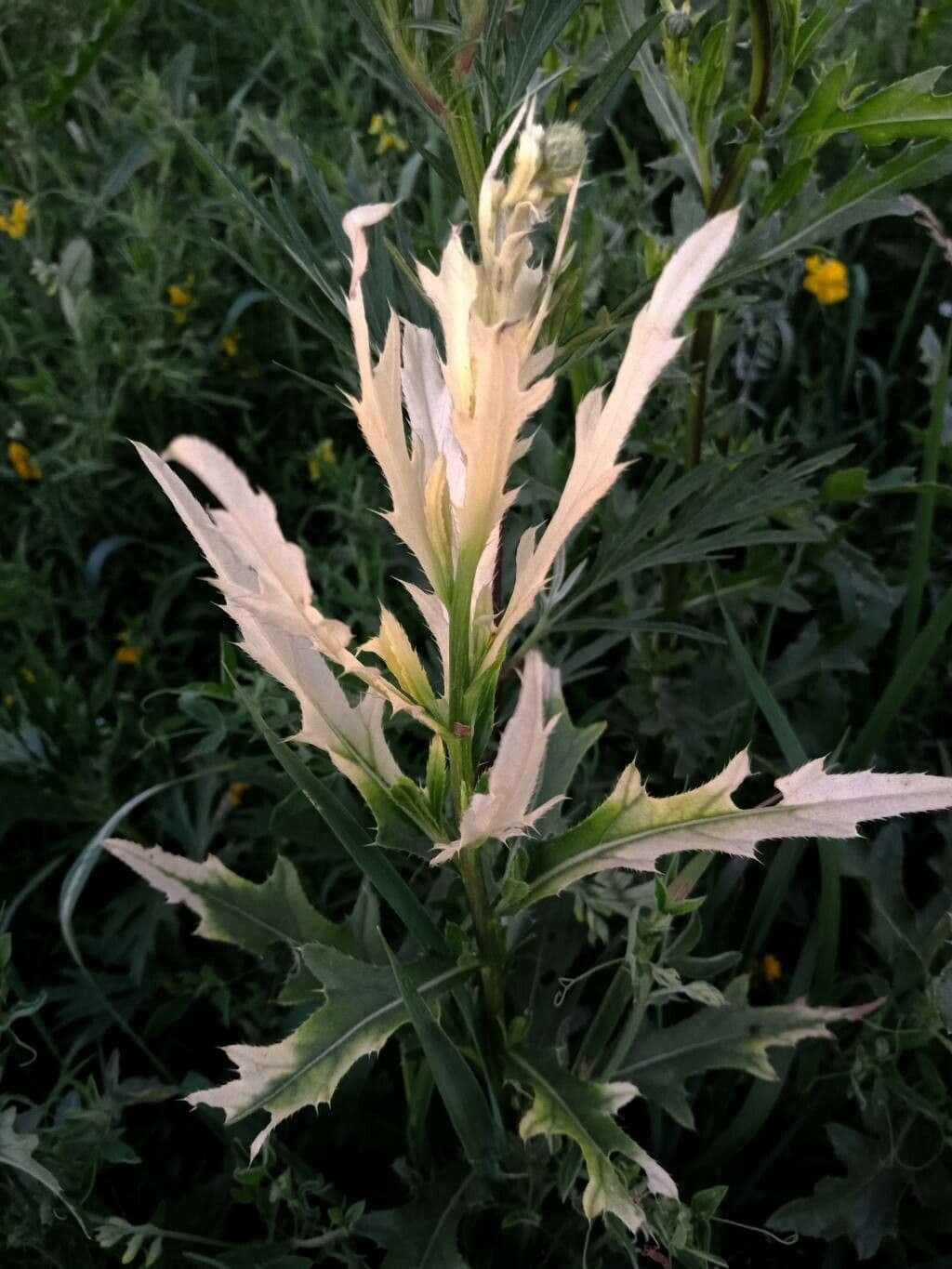 Cardo discolor 12