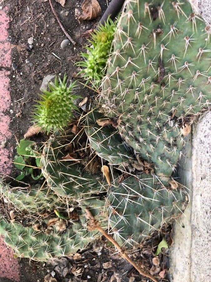Nopal espinoso 17