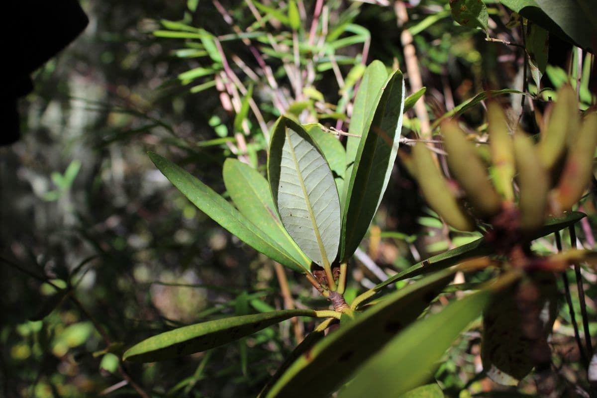 Różanecznik 4
