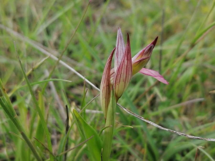 Serapide lingua 28