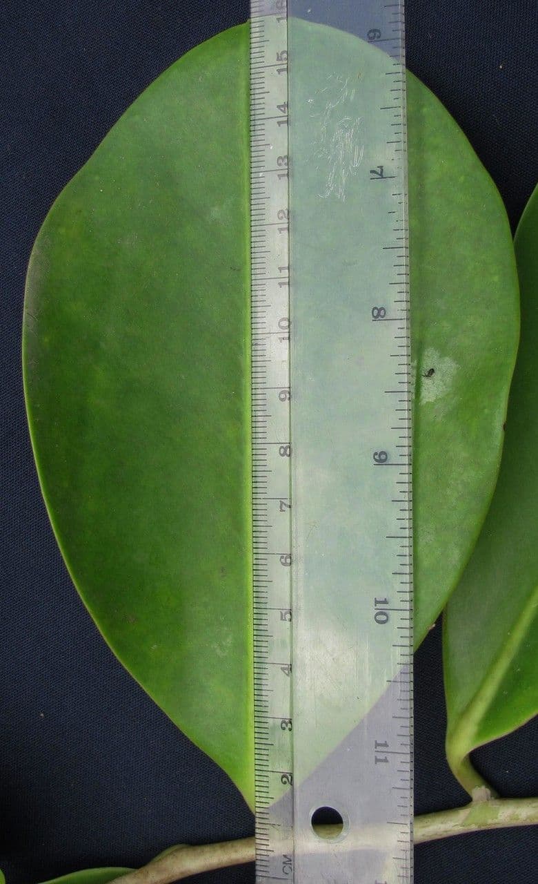 Souroubea 8