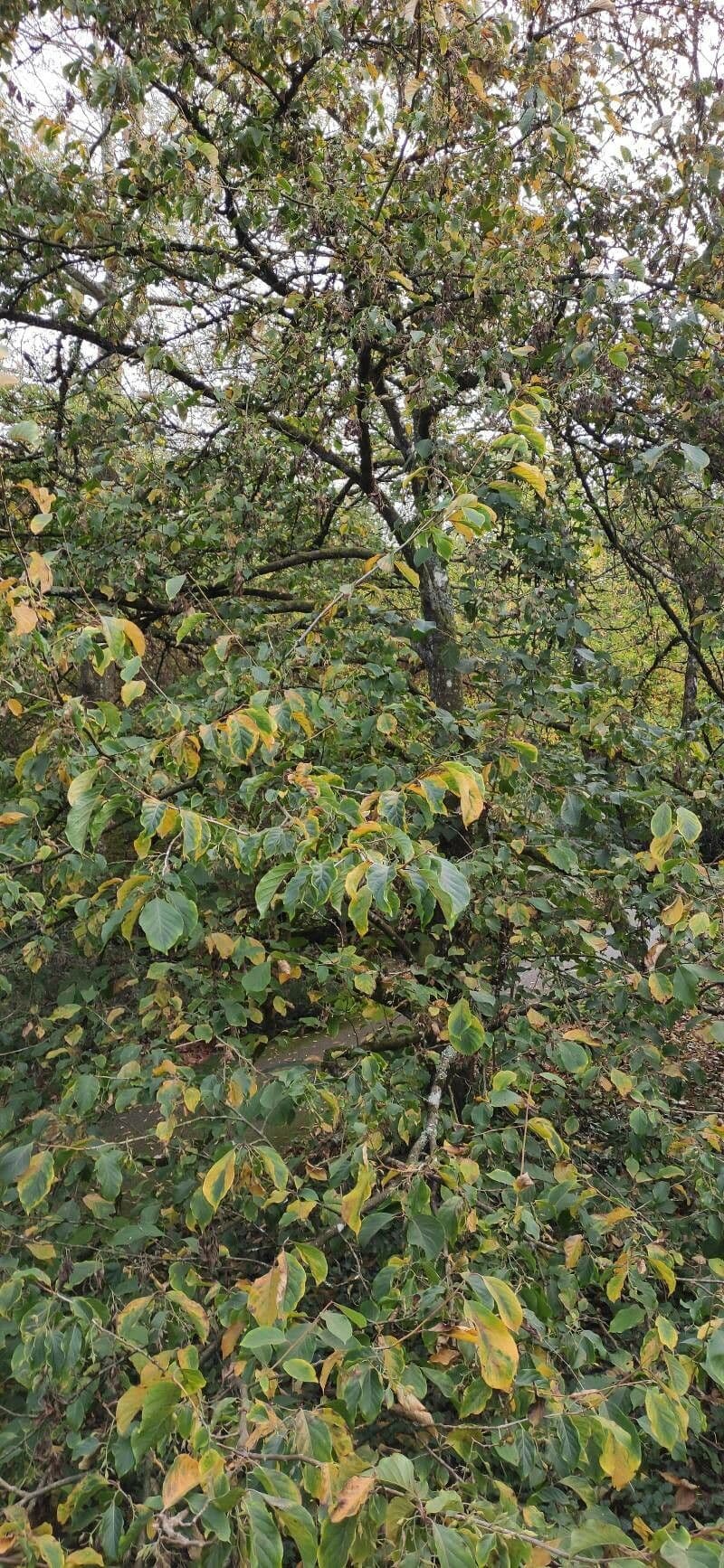 Pterostyrax 6