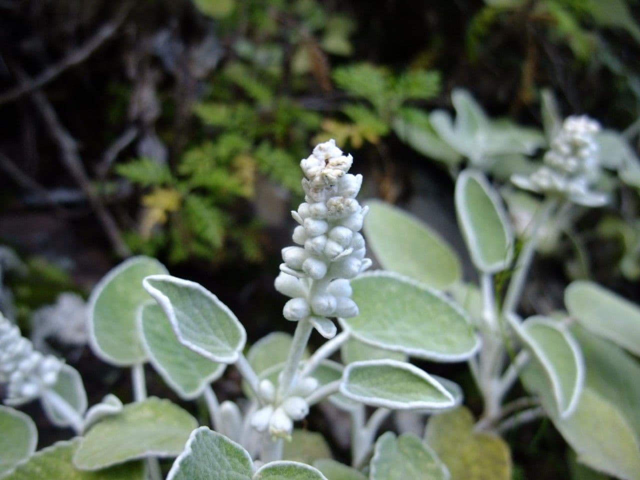 Sideritis 10