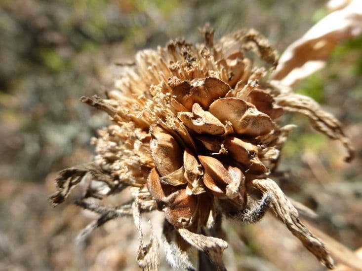 Helianthella