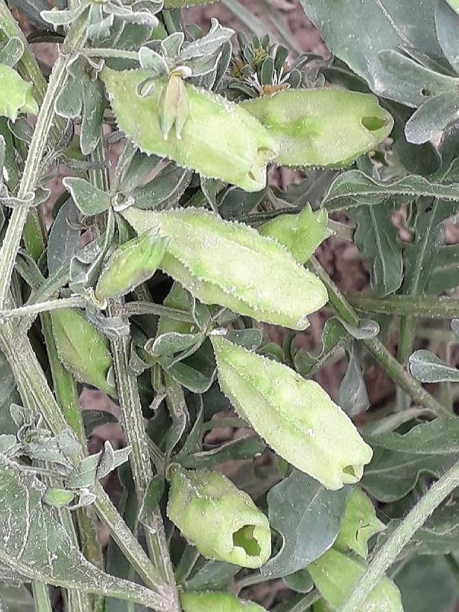Reseda comune 5