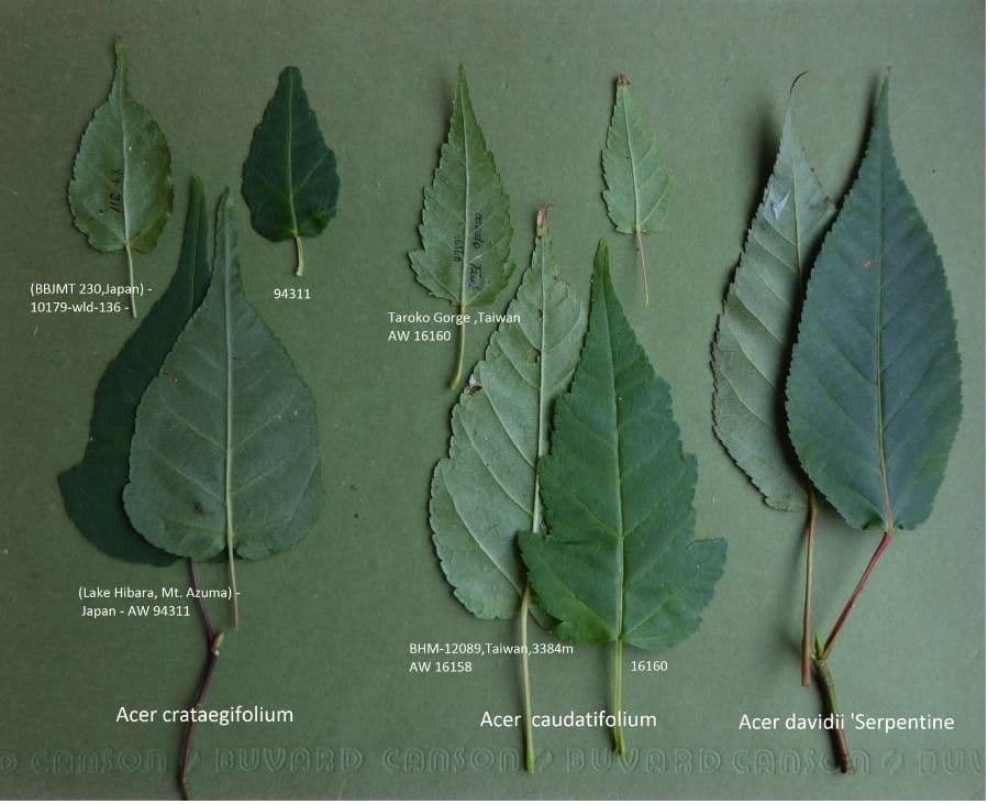 Arce de hoja caudada