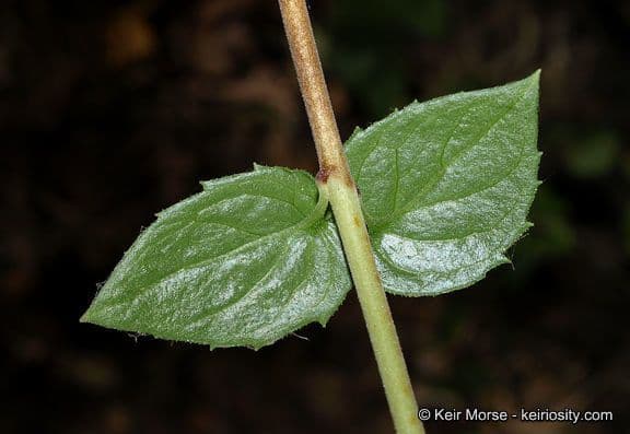 Keckiella cordifolia 16
