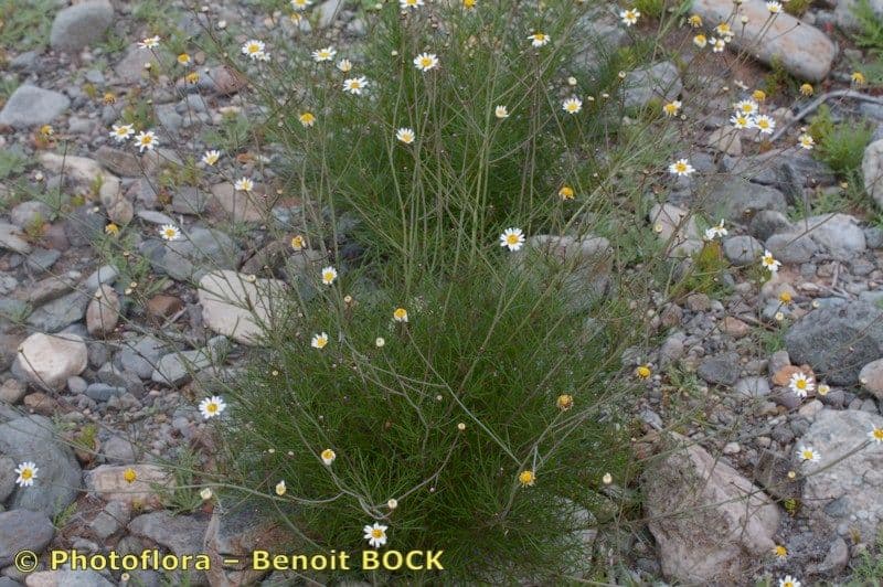 Argyranthemum 4