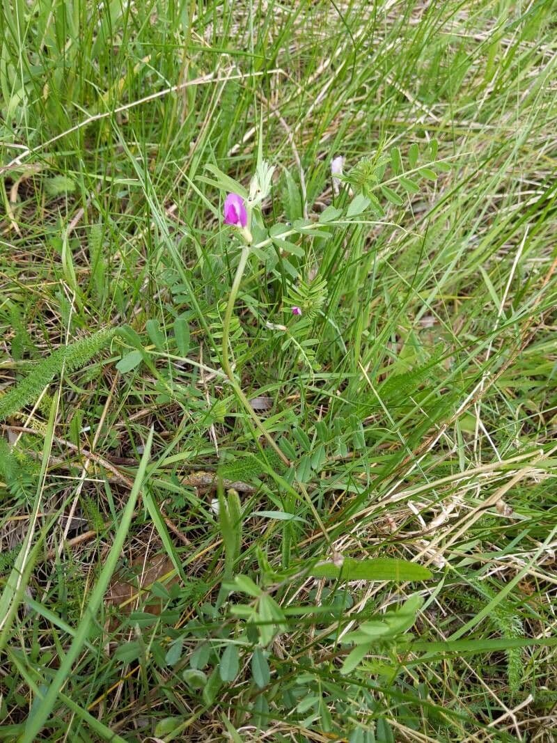 Vesce commune 12