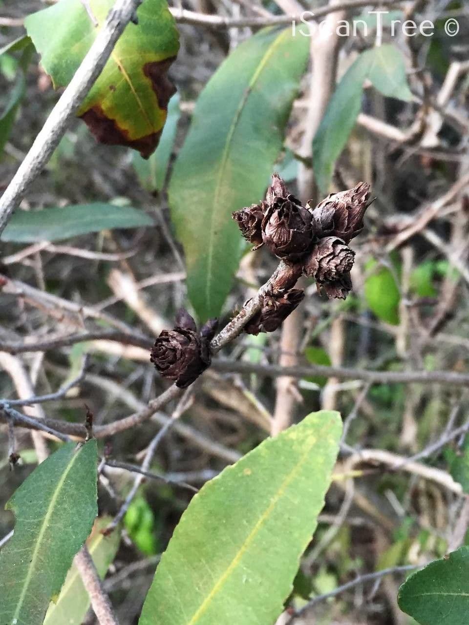 Ochna 4