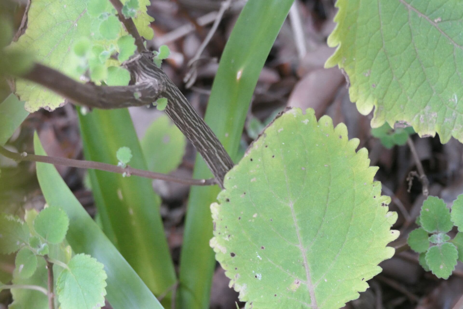 Plectranthus 13
