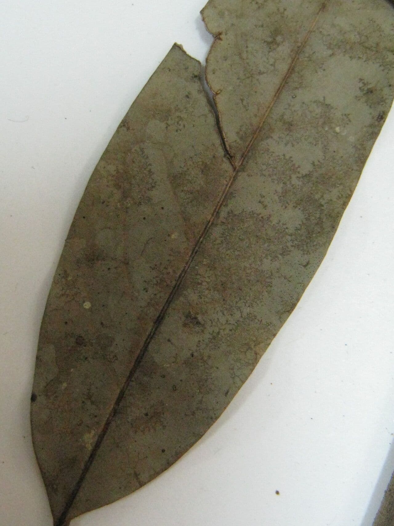 Ocotea cujumary 4