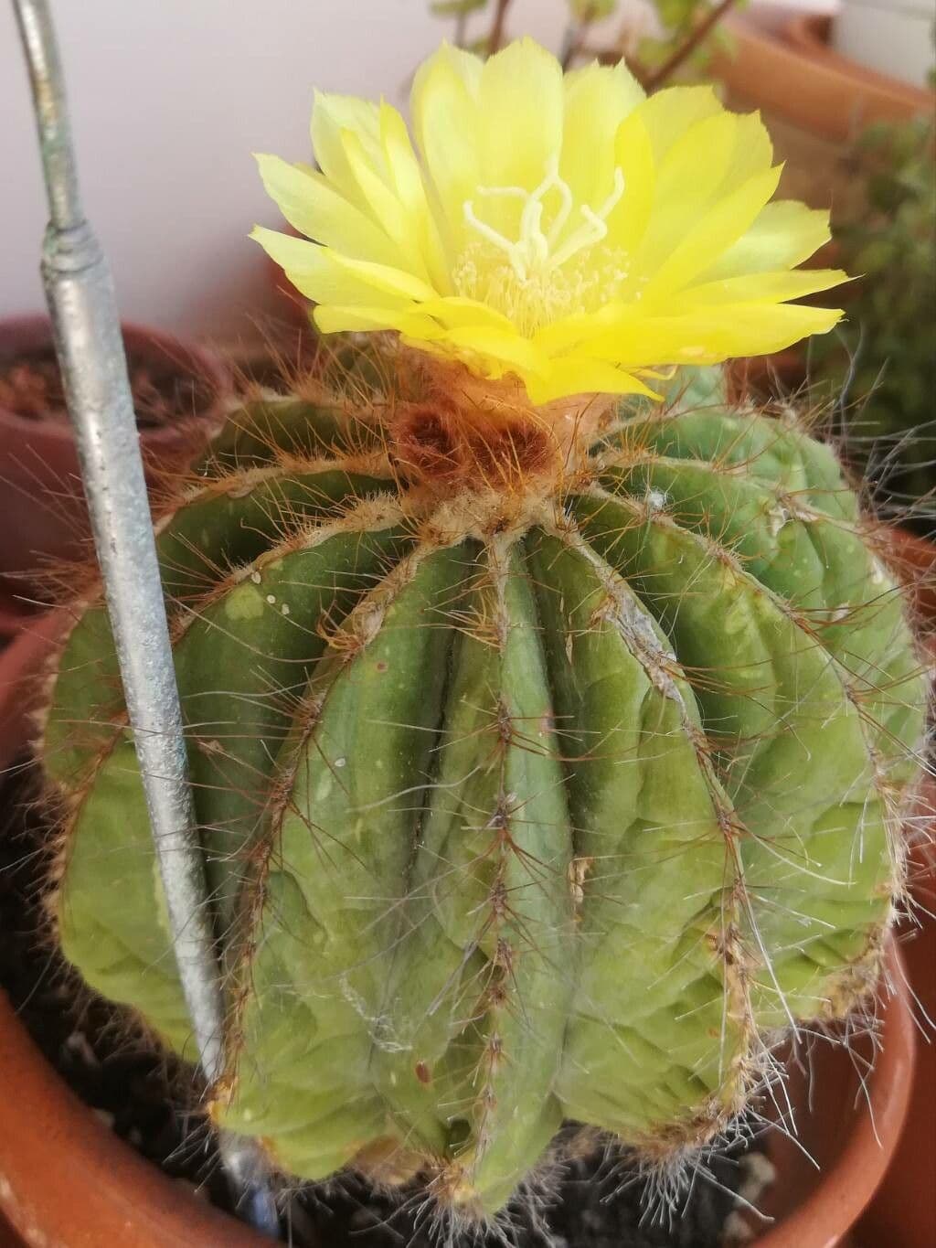Parodia 9