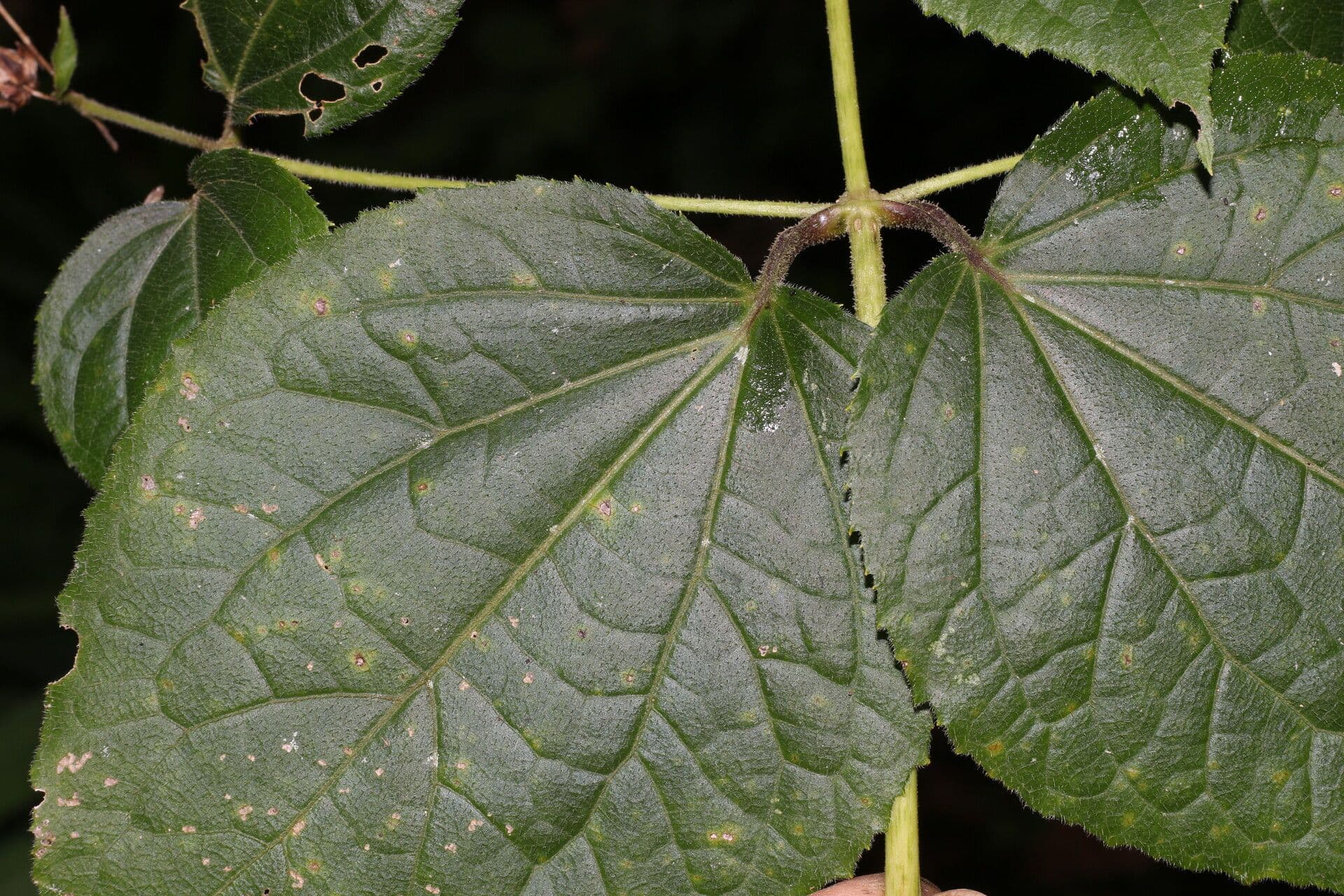 Eupatoriastrum 5