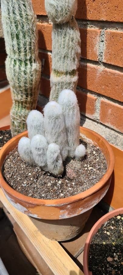 Espostoa 17