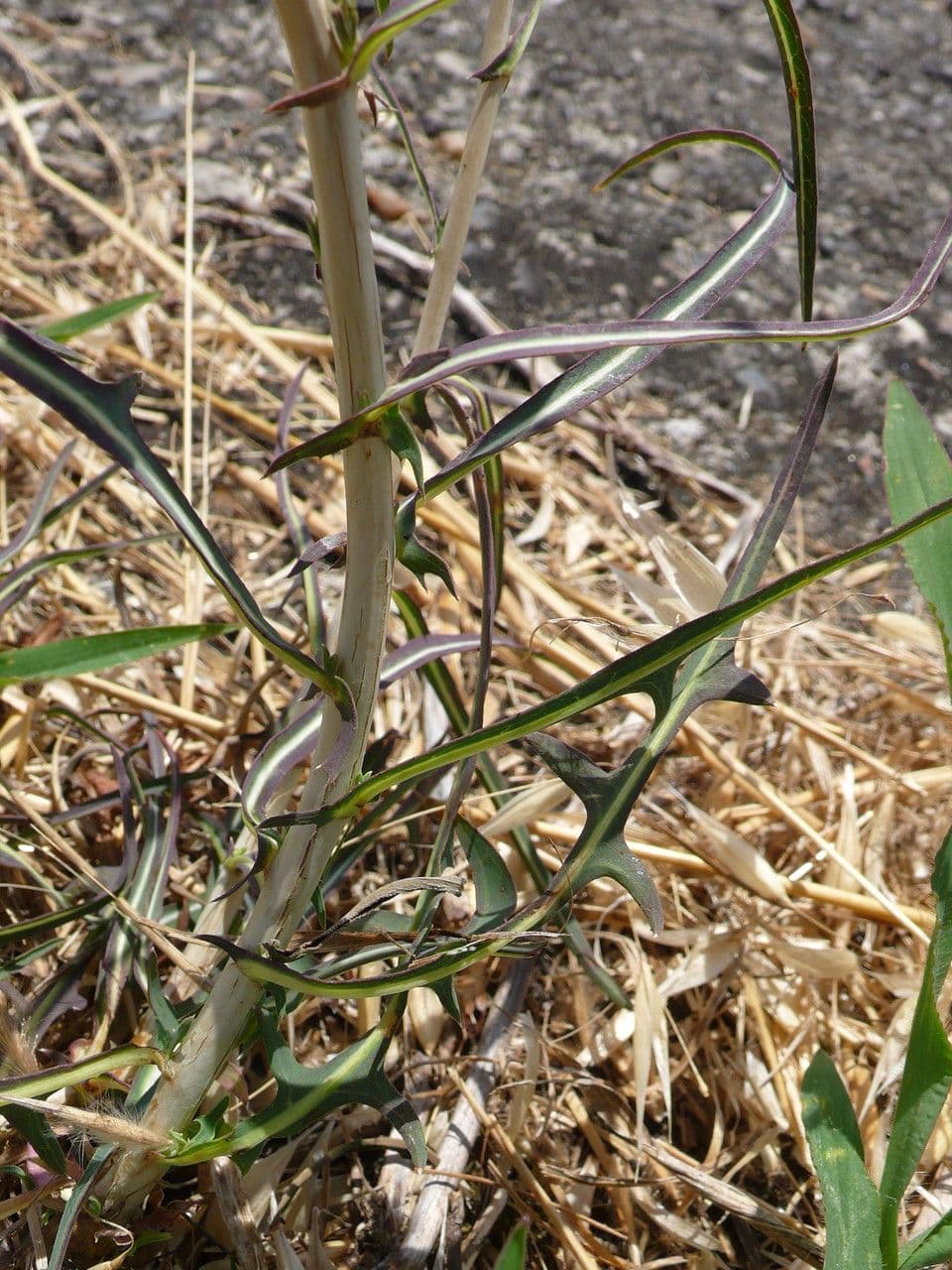 Lactuca saligna 22
