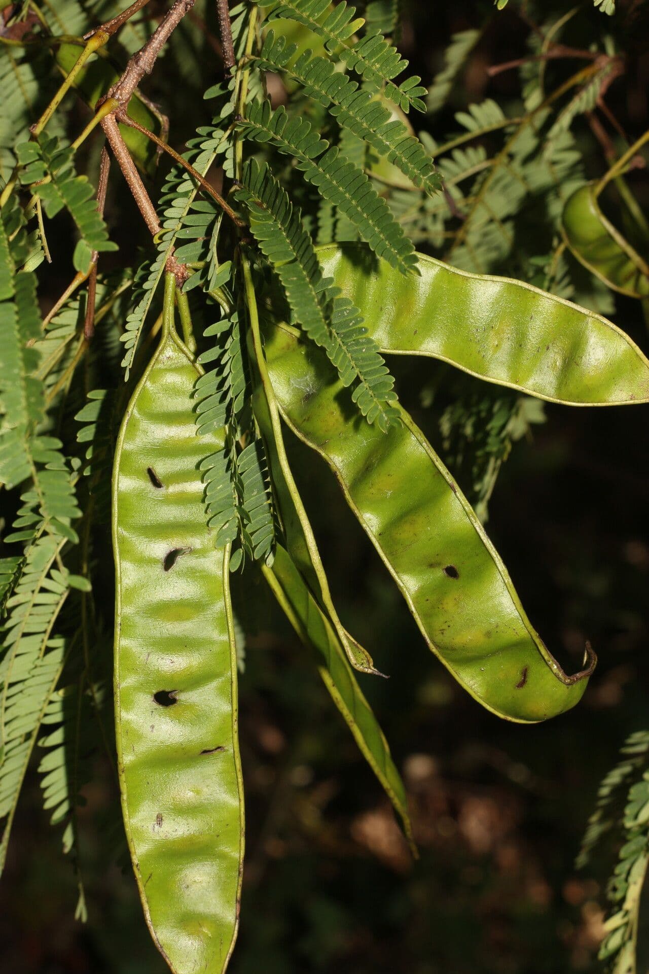 Lysiloma divaricatum 3
