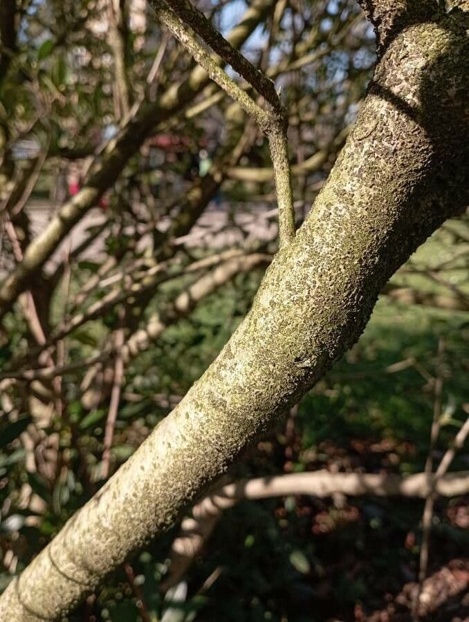 Pitosporum 24