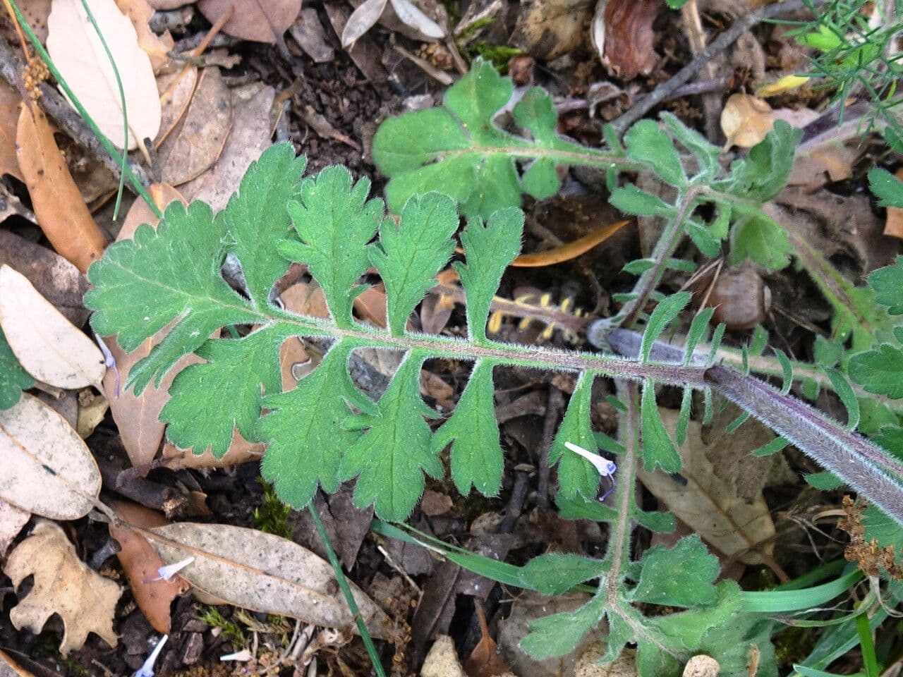 Vedovina cinerea 19