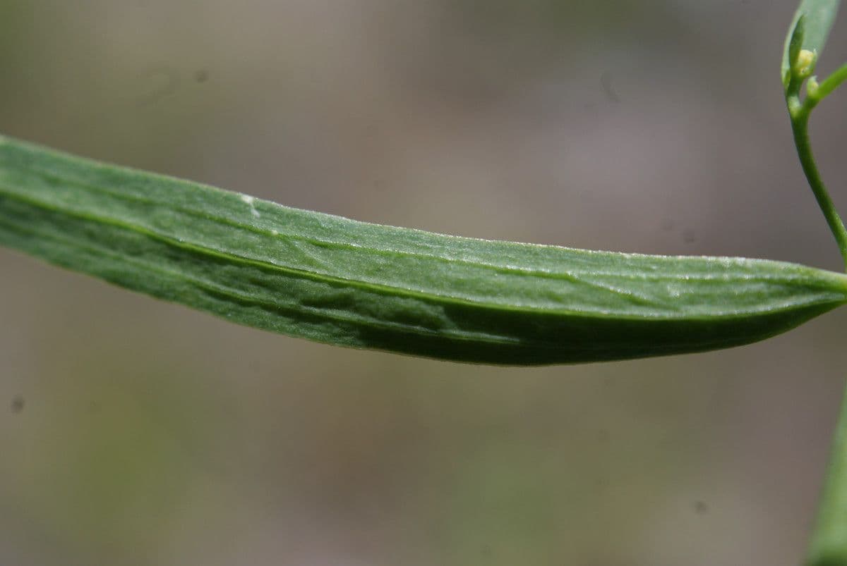 Thesium linofilo 17