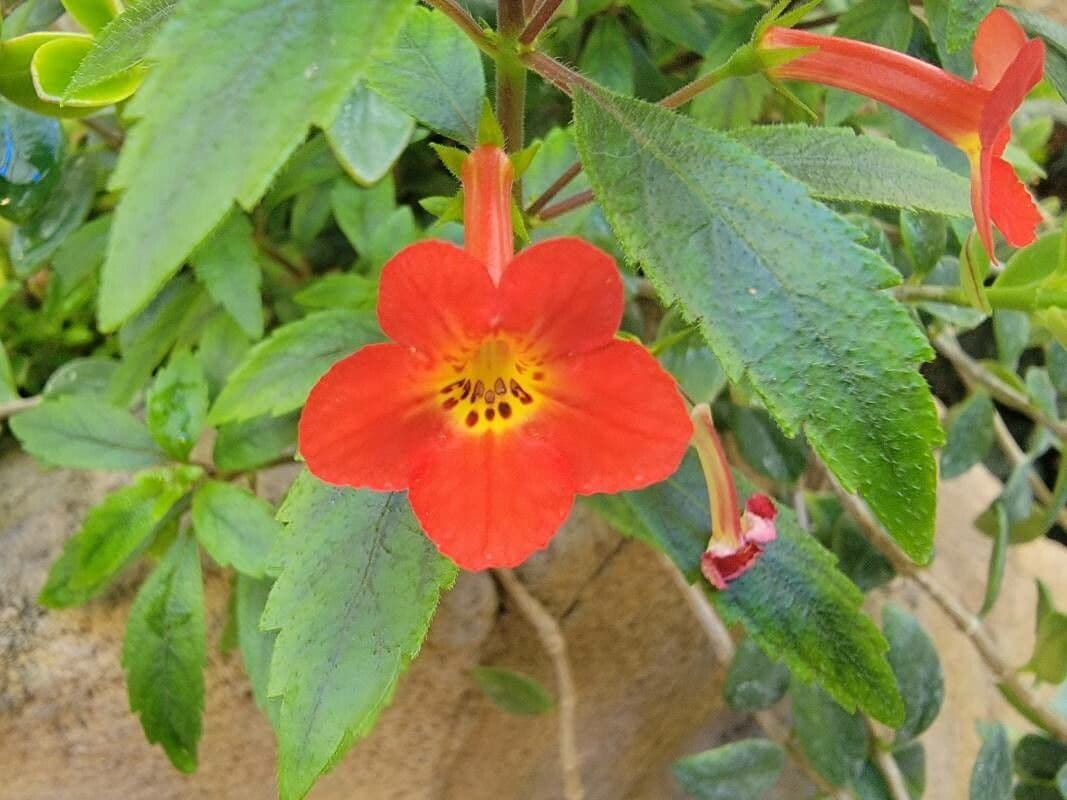 Achimenes