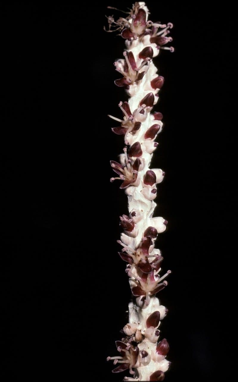 Açai 6