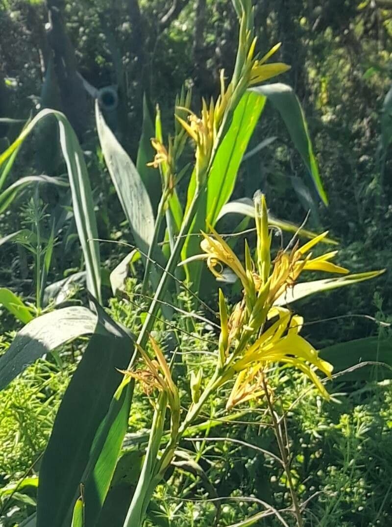 Canna glauca 6