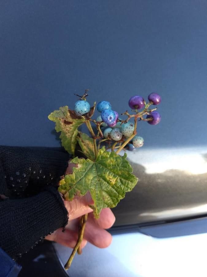 Ampelopsis delavayana
